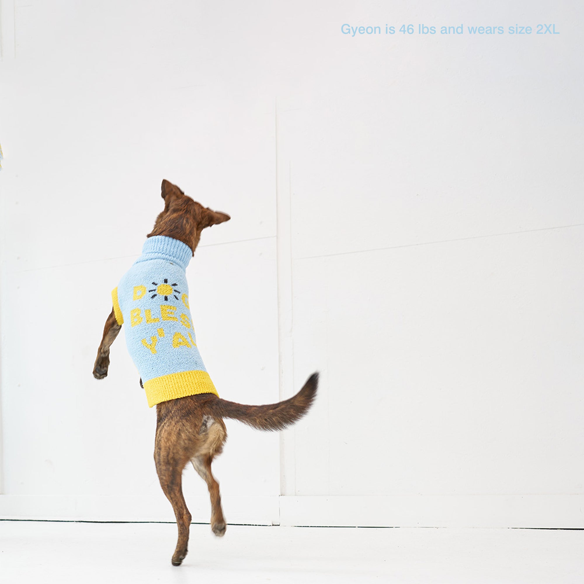 Dog named Gyeon, 46 lbs, in a 2XL "The Furryfolks" sweater, jumping up against a white wall.