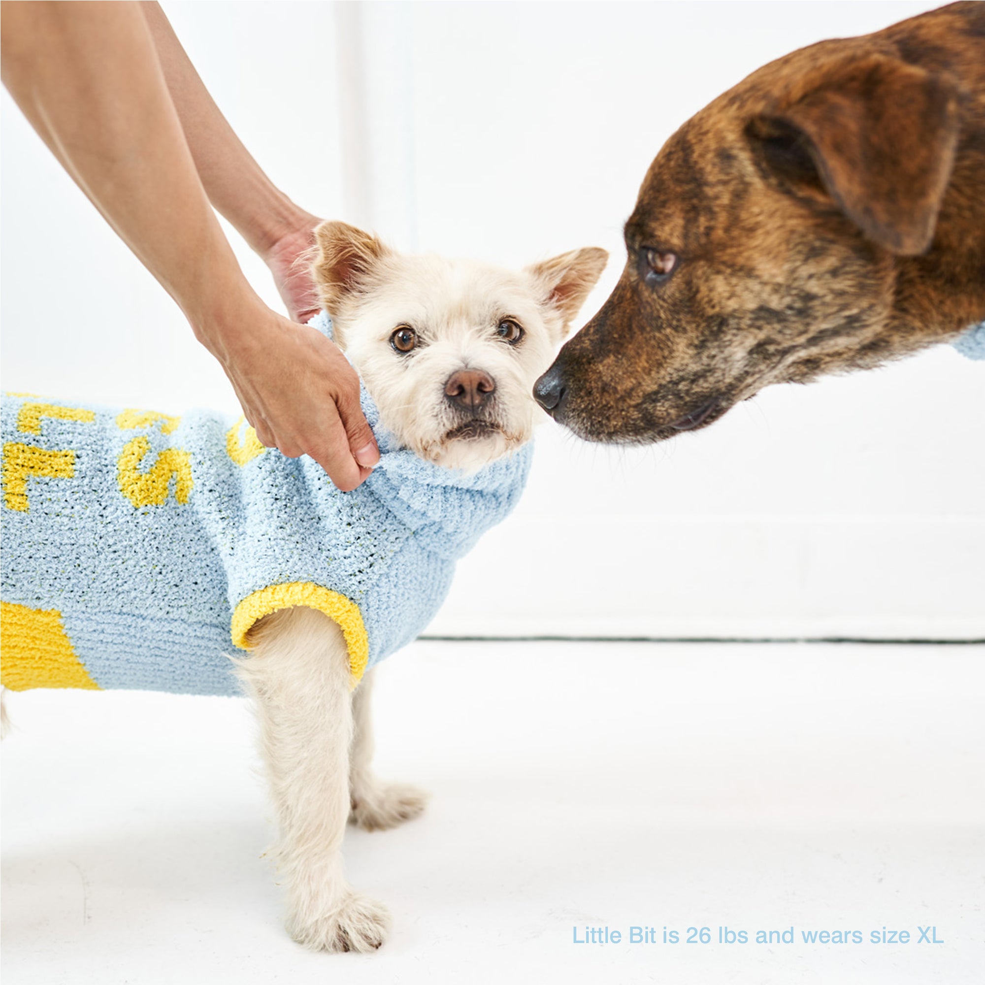 Dog named Little Bit, 26 lbs, in an XL "The Furryfolks" sweater, meets another dog's nose, human hand on back.