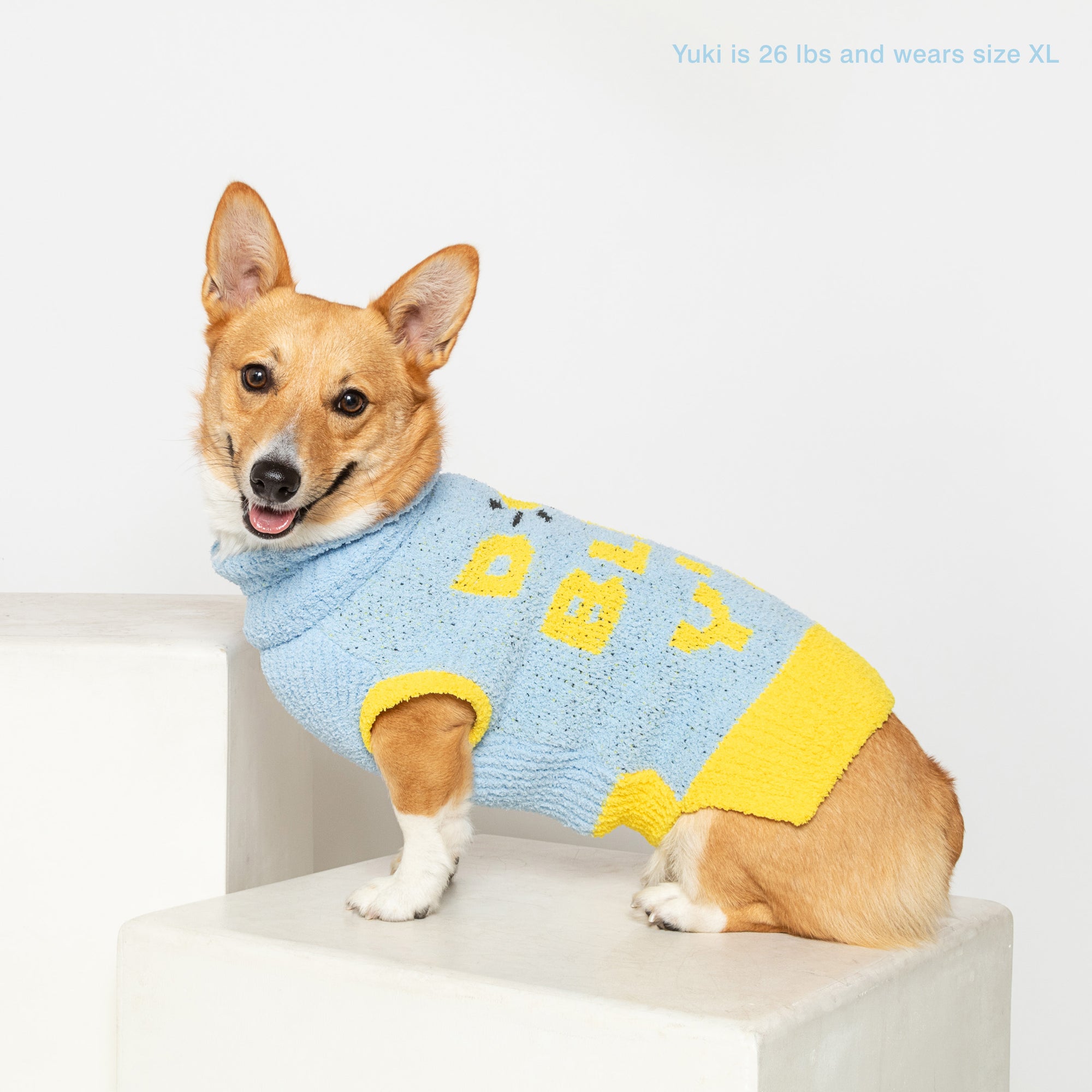 Corgi named Yuki, 26 lbs, in a light blue "The Furryfolks" sweater size XL, smiles on a pedestal, white backdrop.