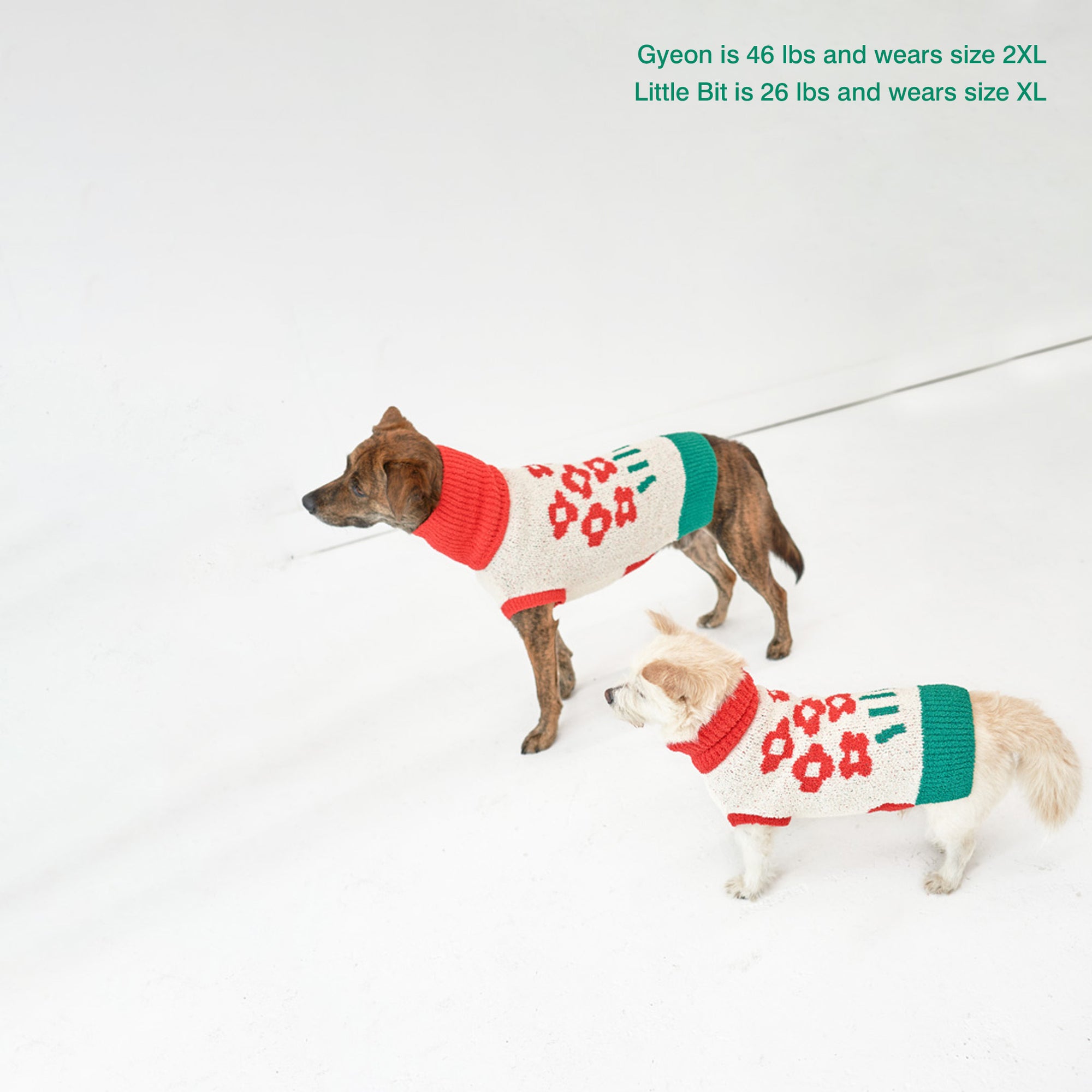 Dogs Gyeon and Little Bit, in "The Furryfolks" flower sweaters size 2XL and XL, stand in a white space.