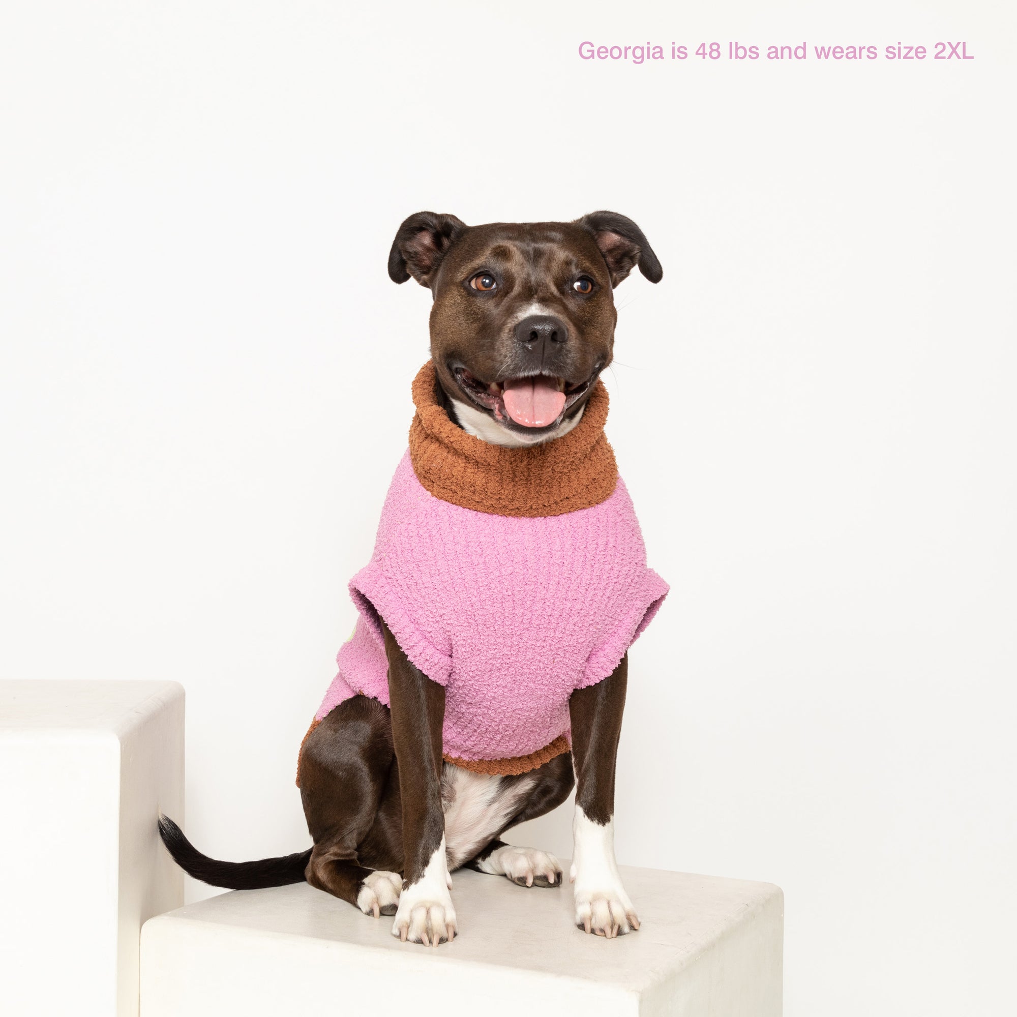  Dog named Georgia, 48 lbs, in a 2XL pink "The Furryfolks" Hey sweater, seated on a white block.