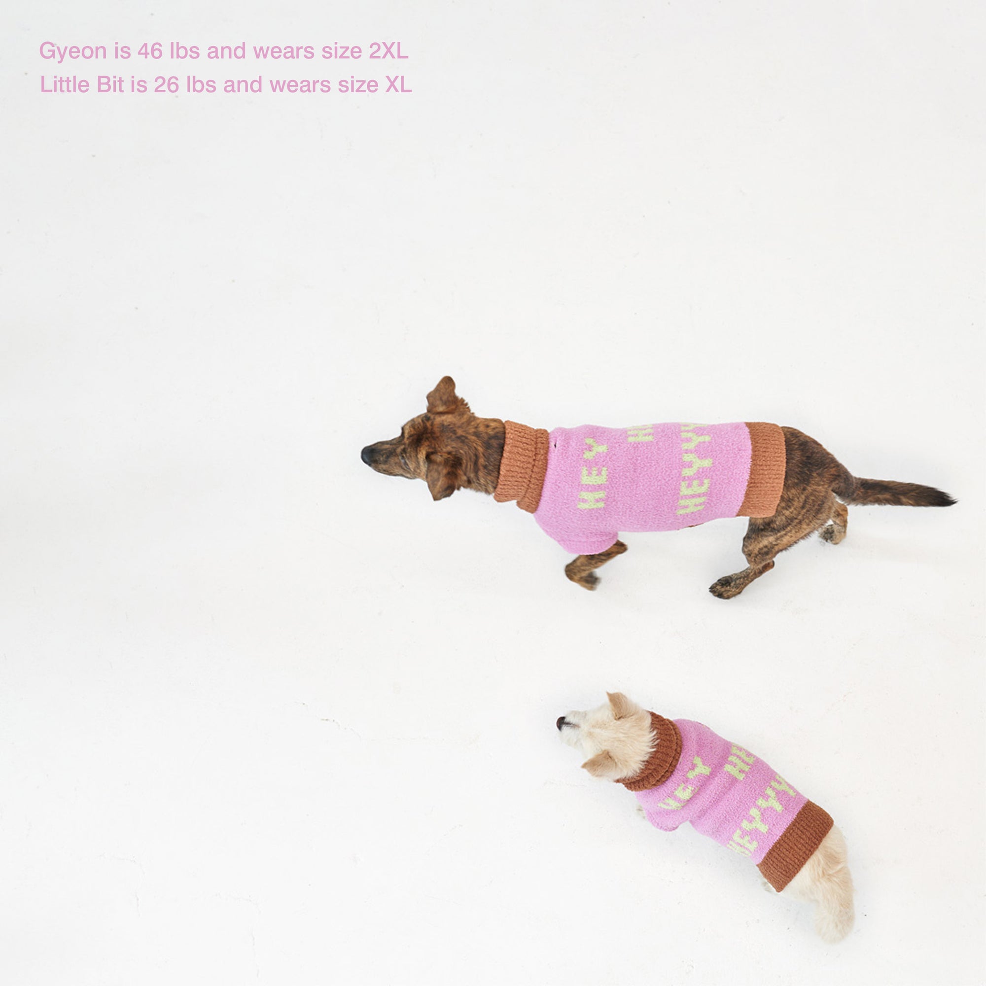 ogs Gyeon, 46Lbs, and Little Bit, 26 Lbs, in "The Furryfolks" Hey sweaters, size 2XL and XL, on a white surface.