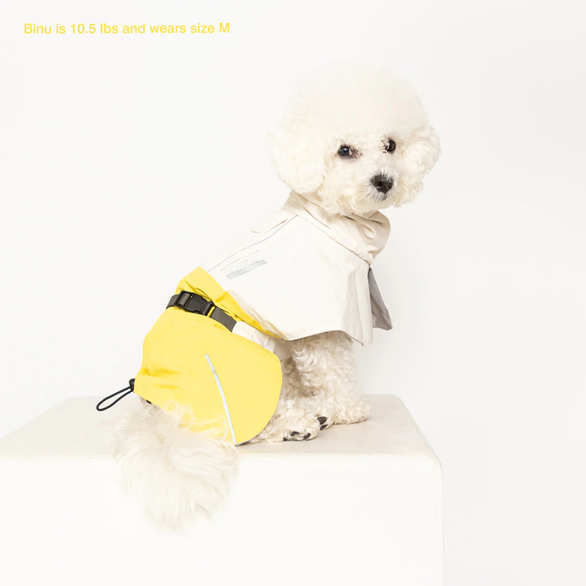 Binu, at 10.5 lbs, looks adorable in her size M yellow and cream raincoat.