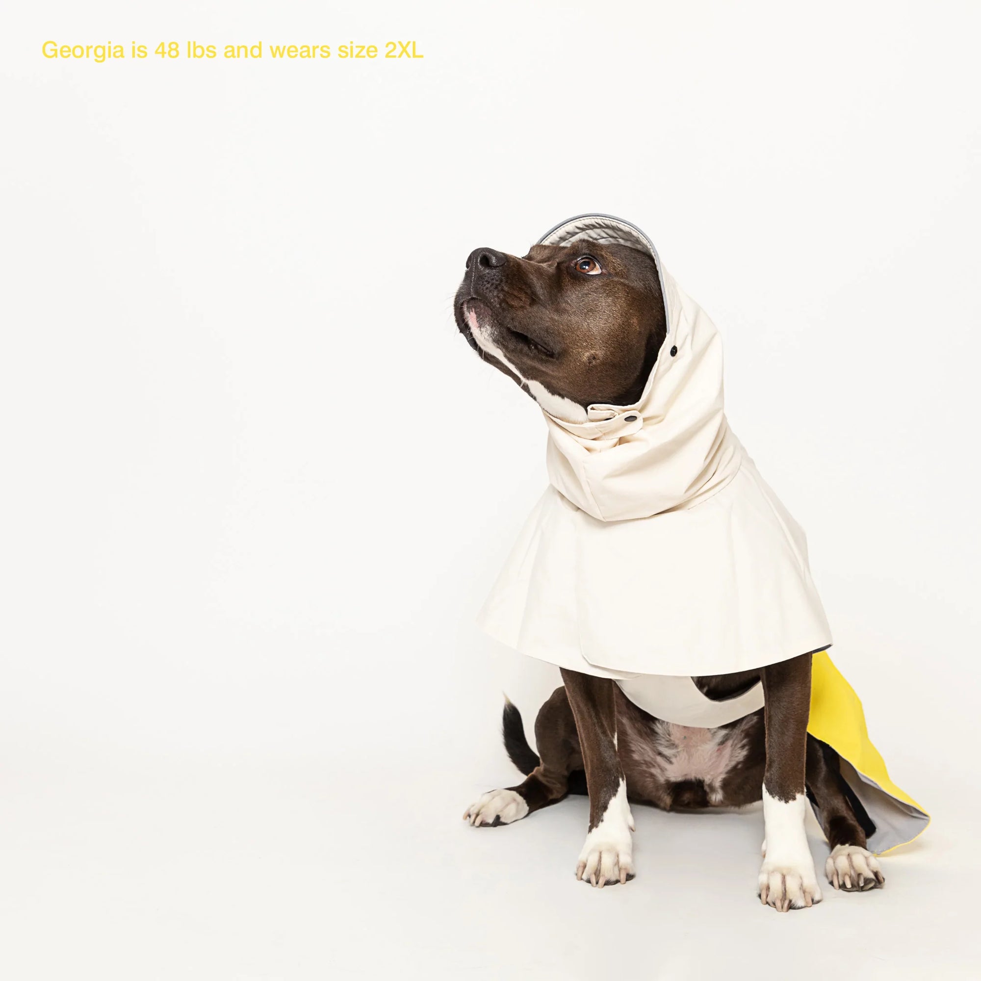 Georgia, a 48 lb dog, proudly wears her size 2XL raincoat.