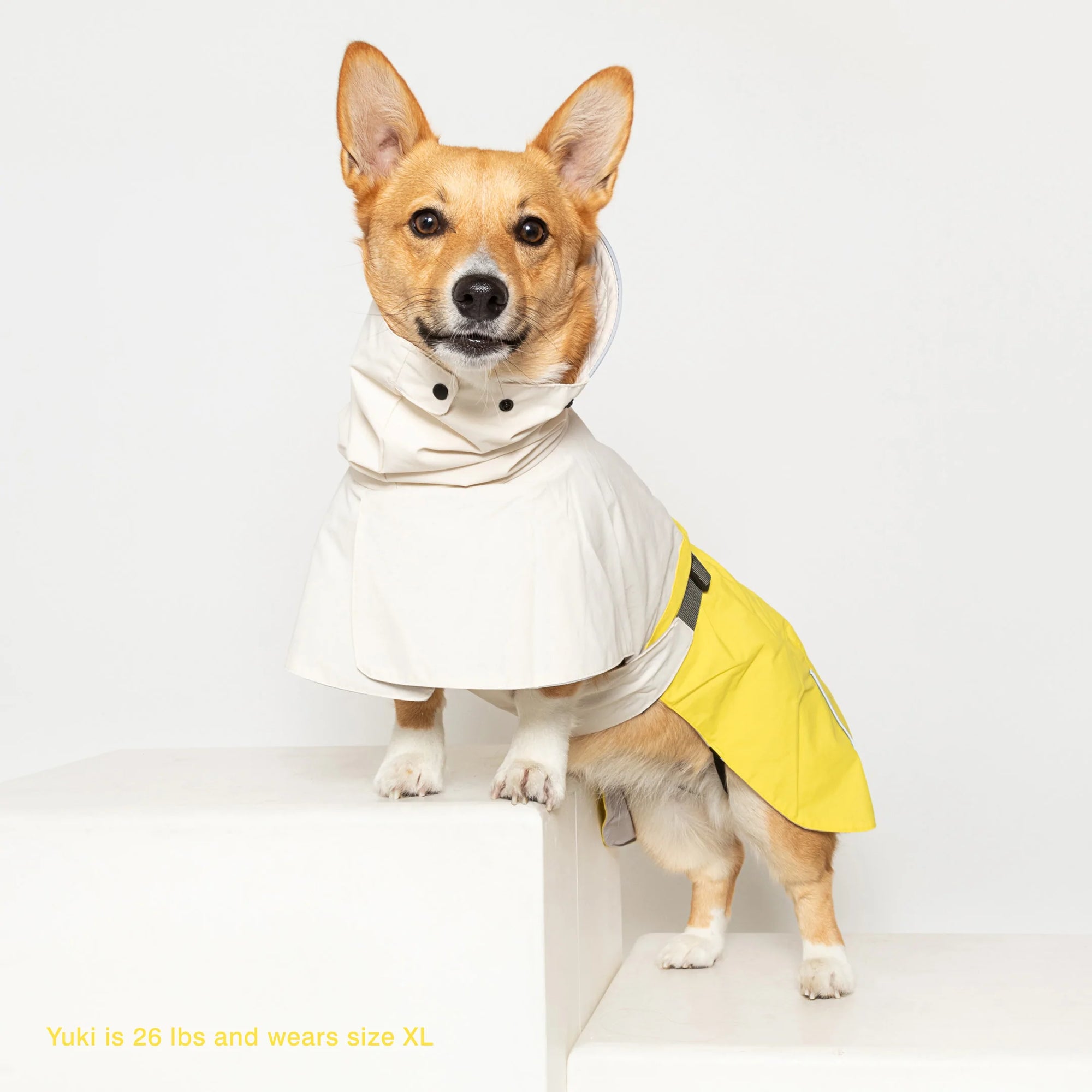Corgi named Yuki, 26 lbs, models a size XL cream and yellow raincoat.