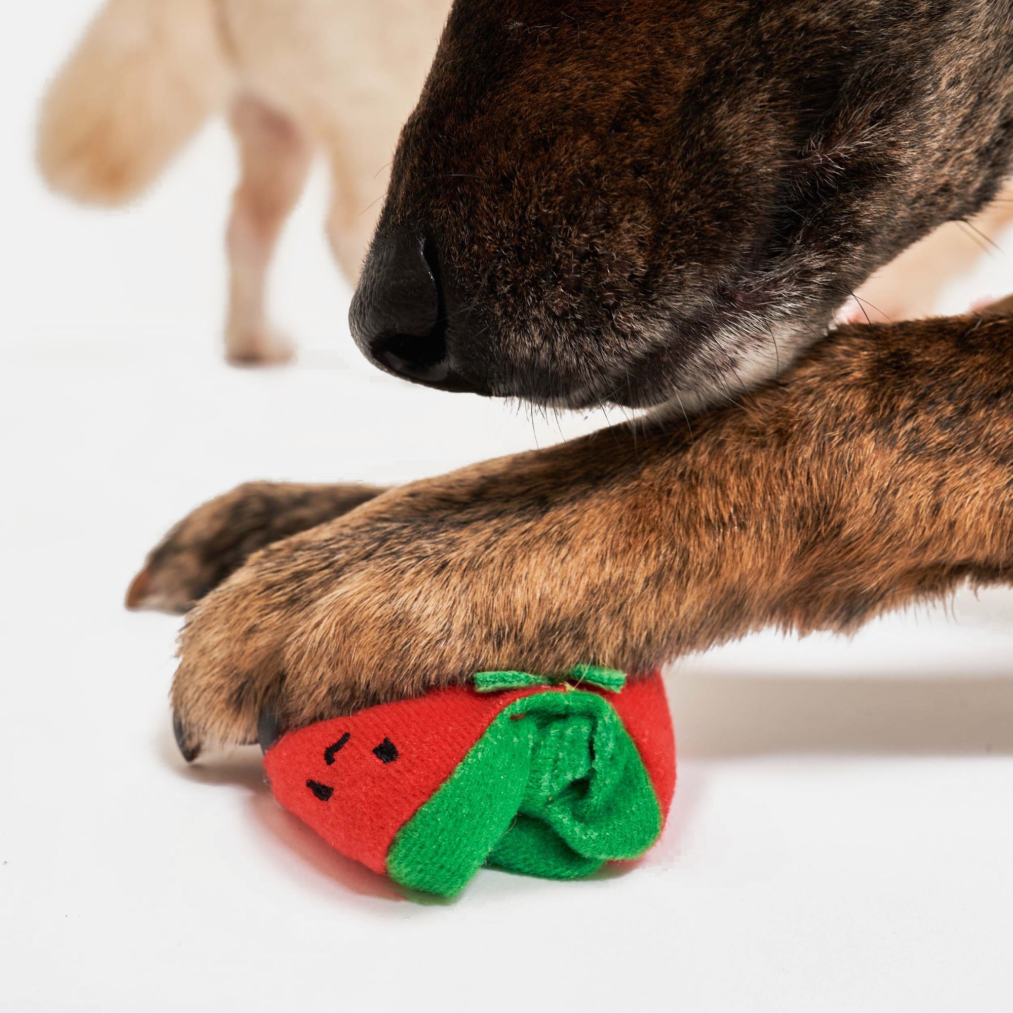The image is a close-up view capturing a moment where the brindle-coated dog is pressing down on one of the plush tomatoes with its paw. This action could be part of a play sequence where the dog is manipulating its toy, a behavior that is often seen in dogs as they engage with their environment and playthings. The focus on the dog's paw and the tomato creates a dynamic and intimate snapshot of everyday pet play.