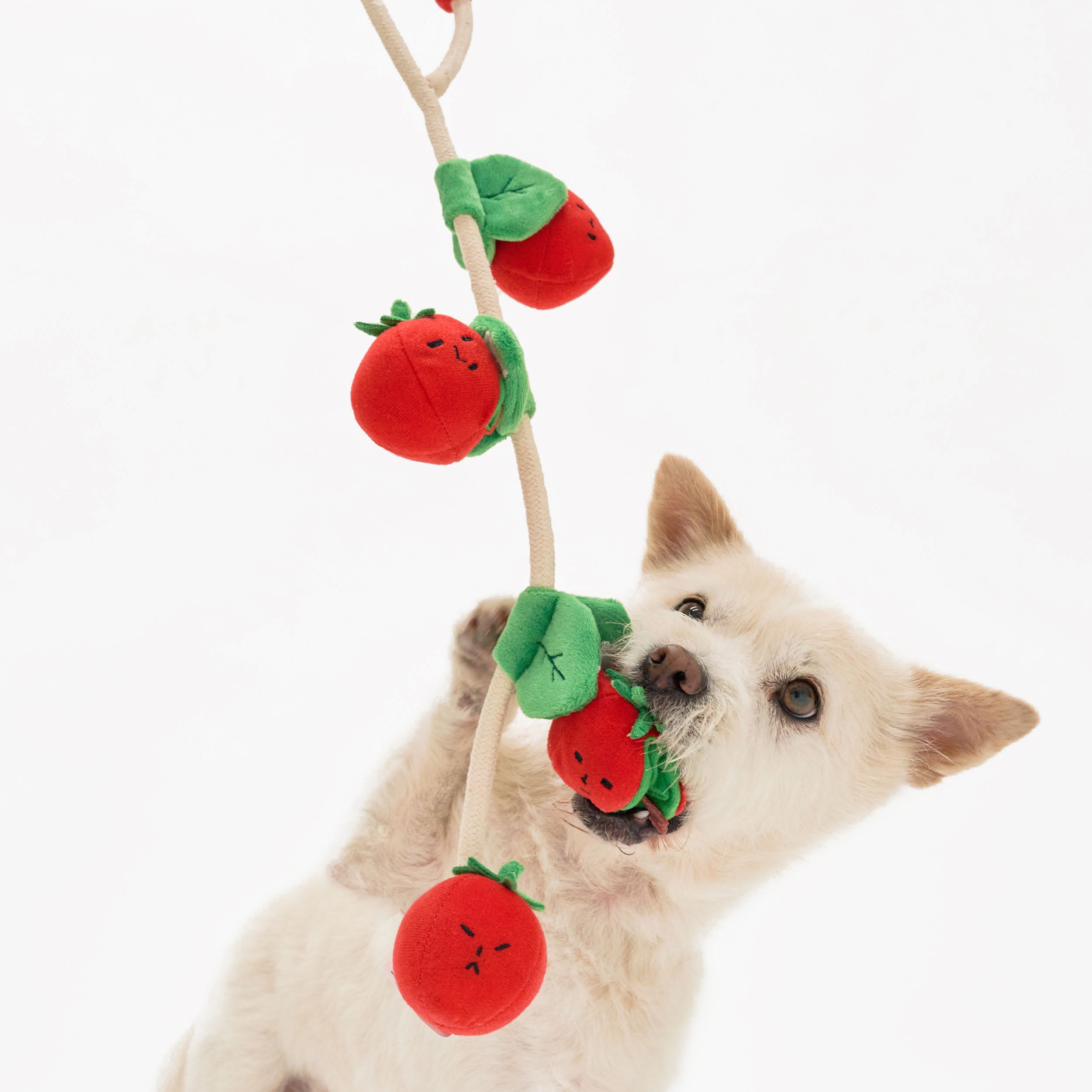  The image shows an adorable light-colored dog interacting with the same plush tomato toy seen in the previous image. The dog seems to be playing with the toy, biting gently on one of the tomatoes. This image captures a playful moment, likely illustrating the toy's use as a pet plaything. The dog's eyes are bright and engaged, suggesting it is having a great time with its toy.