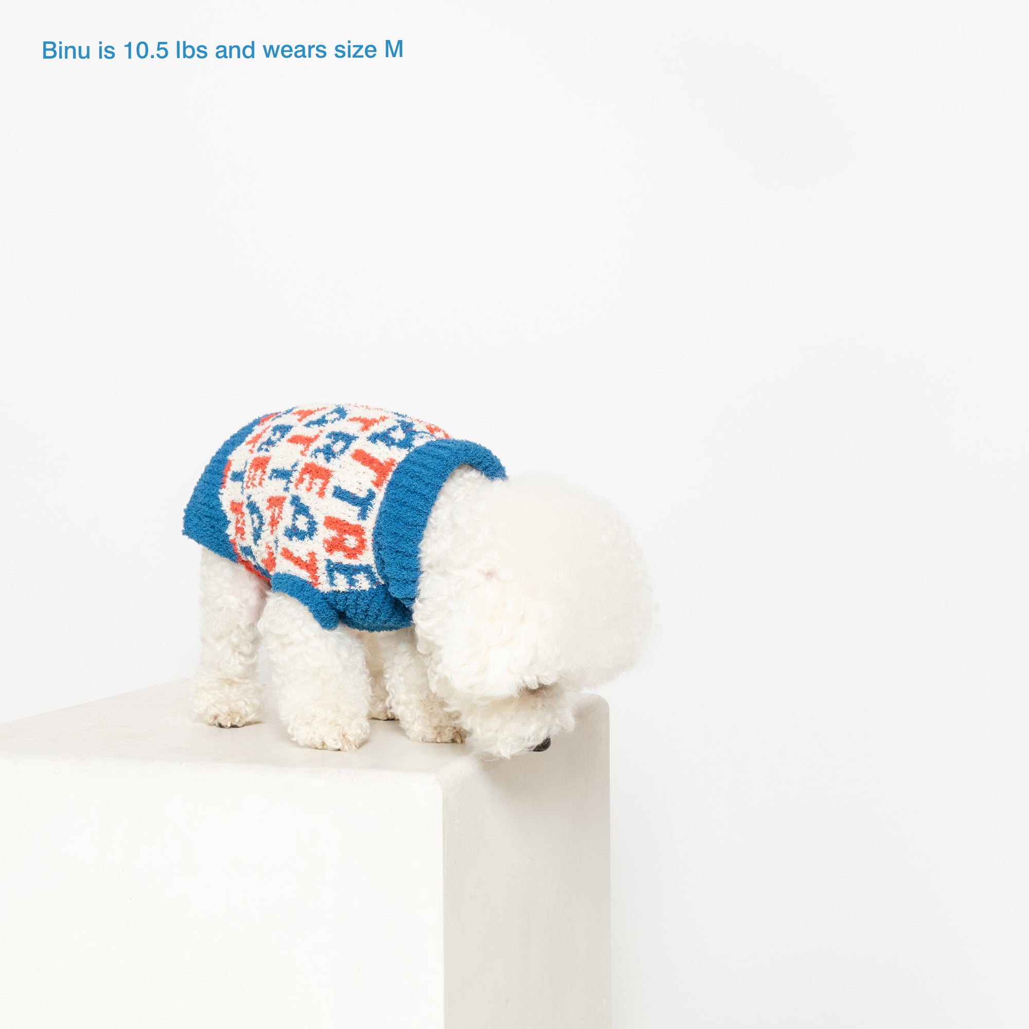 A fluffy white Bichon Frise named Binu, weighing 10.5 lbs and wearing a size M, is captured bending down from a white ledge, clad in a cozy blue knit sweater adorned with a vibrant red and white "Treat" pattern.