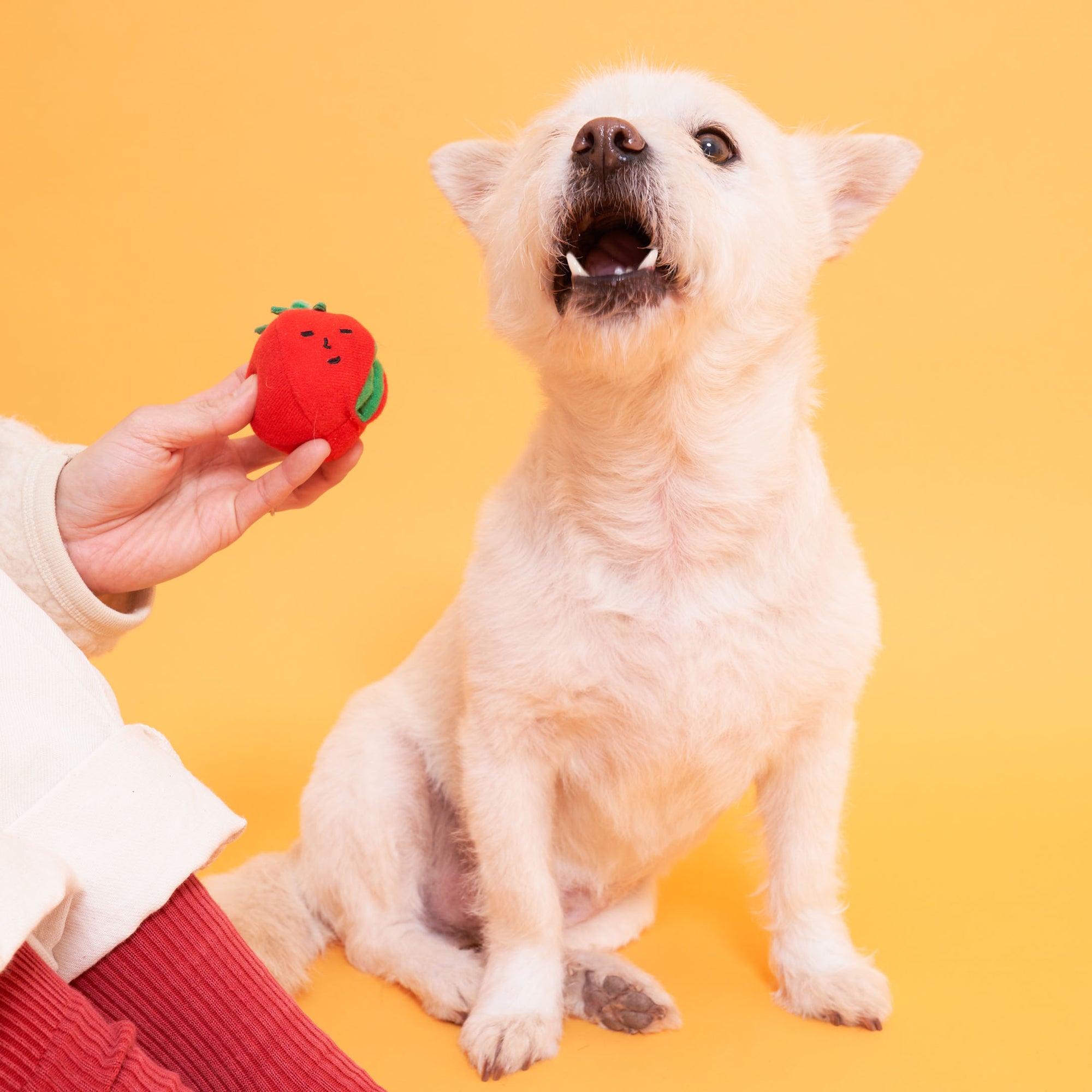 The image features a small, light-colored dog sitting up and looking excitedly at a plush tomato toy being held by a human hand. The background is a warm orange color, providing a cheerful and vibrant atmosphere. The dog's open mouth and upward gaze convey a sense of eagerness, as if it is ready to play or catch the toy. This photo captures the playful and happy essence that pets often exhibit during interactive playtime with their owners.